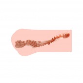 Мастурбатор-вагина Monica без вибрации - KOKOS - в Реутове купить с доставкой